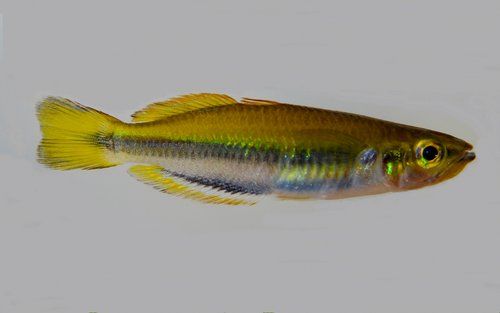 Bedotia sp. Mangoro female.jpg