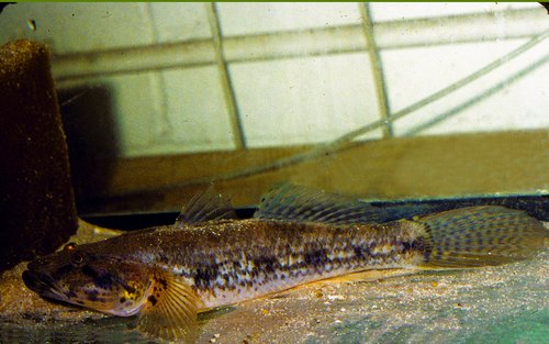 Glossogobius giurus female.jpg