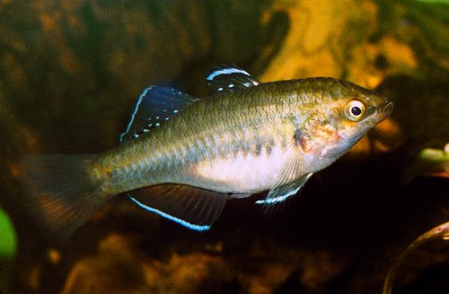 Hypseleotris tohizonae breeding male.jpg