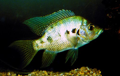 Ptychochromis oligacanthus Lac Amparahibe male.jpg