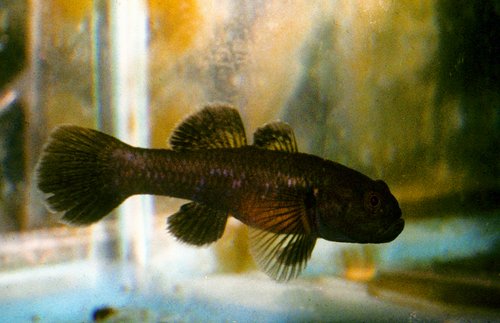 Ratsirakia sp. Rianila bteeding male.jpg